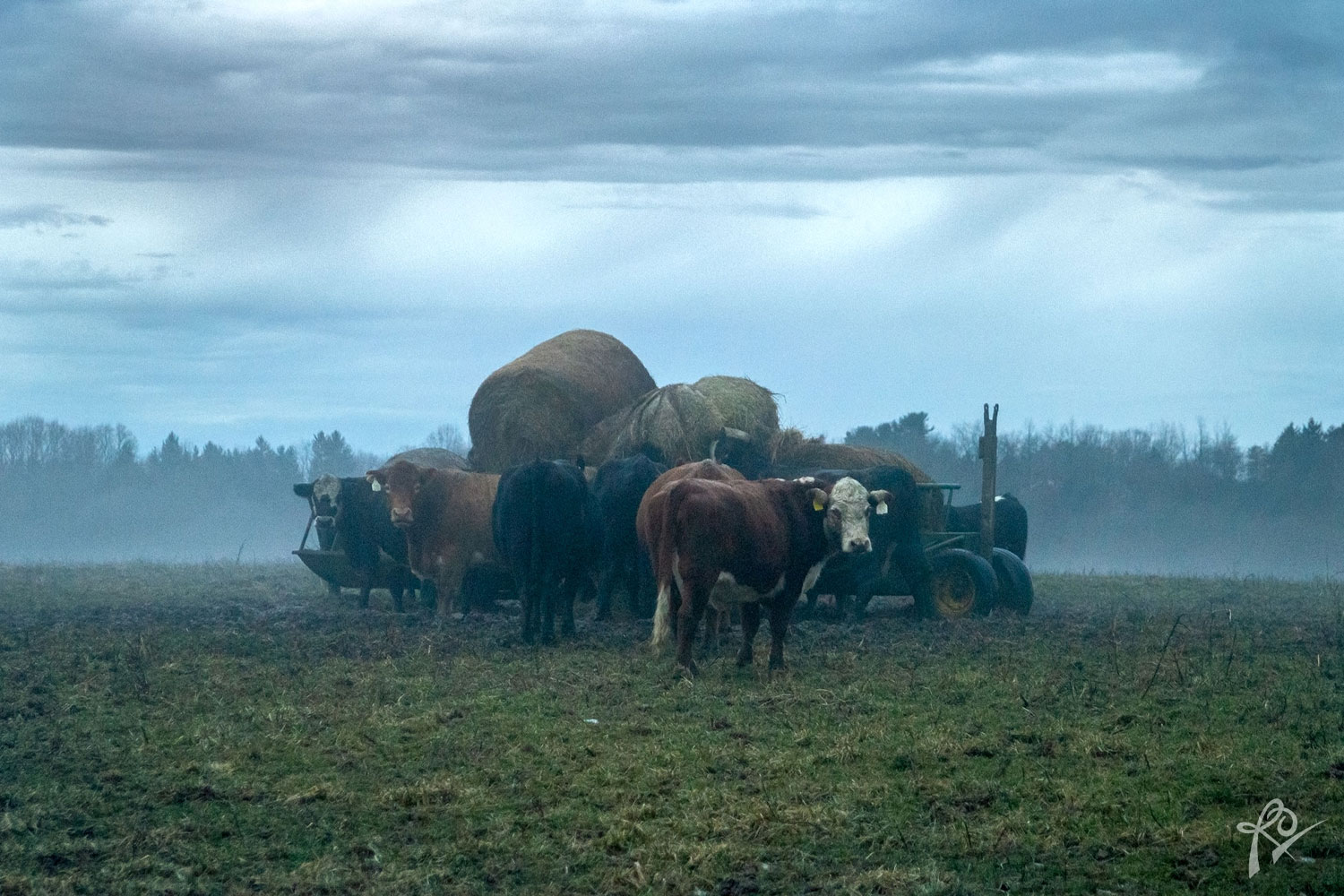 Cows Photography